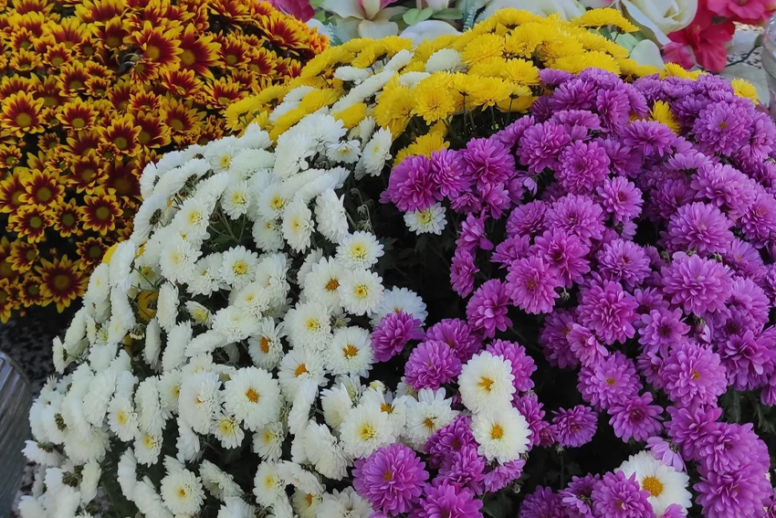 Chrysanthemums on All Saints' Day